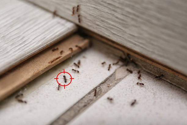 Pest Prevention Services in Tucker, GA