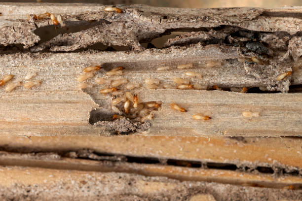 Best Pest Prevention Services  in Tucker, GA